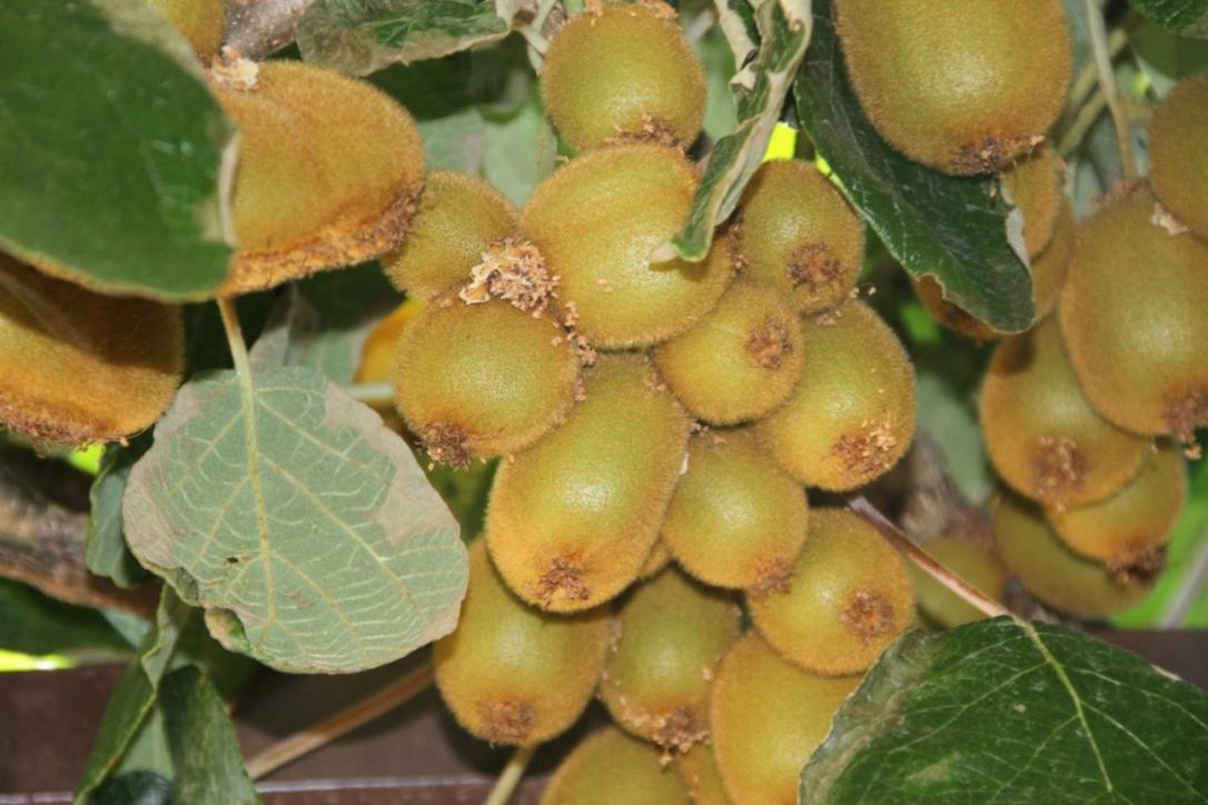 Premantura Olive Gardenヴィラ エクステリア 写真
